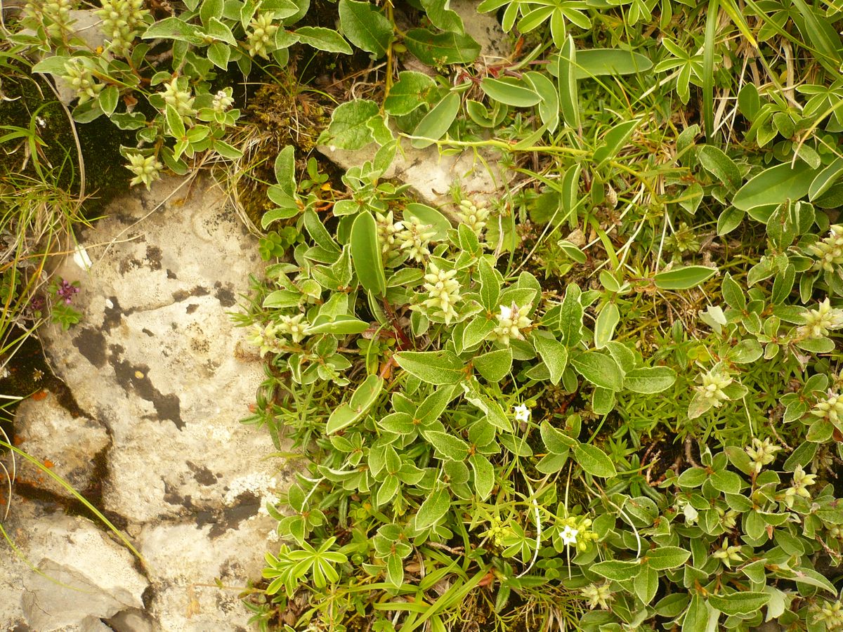 Salix pyrenaica (Salicaceae)
